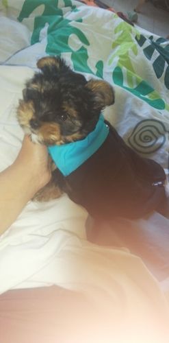 Customer photo review of Petyfy ™ Winter Jacket / Waterproof (Lifetime Warranty)