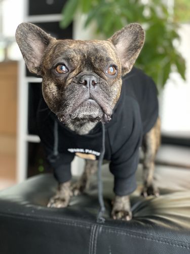Customer photo review of Teddy Bear Dog Hoodie - Black