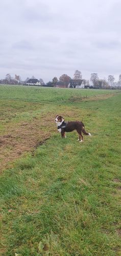 Customer photo review of Pfotenlove - Anti-Zug Personalisiertes Hundegeschirr – Premium Edition