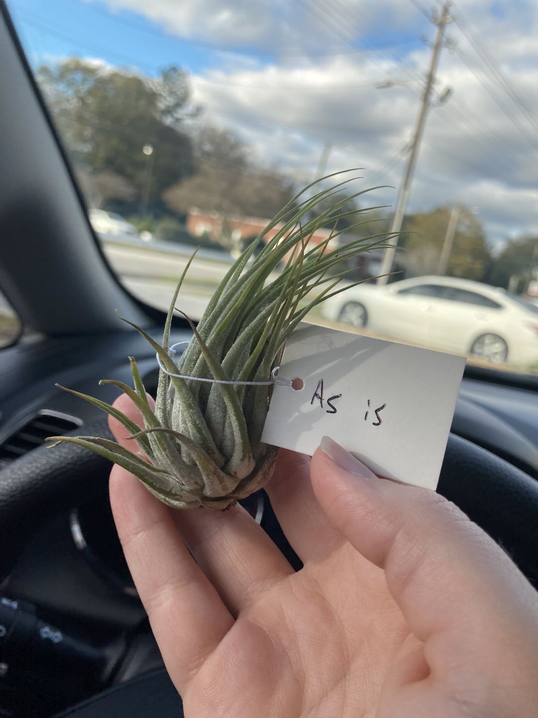 Customer photo review of B Quality Ionantha Variety 3 Pack  ($0.75 Per Plant)
