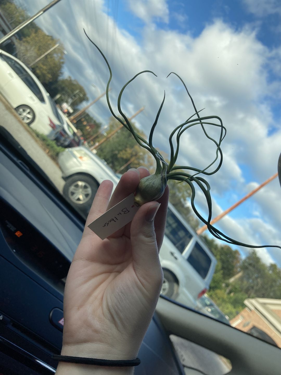 Customer photo review of Wholesale Bulbosa Small  (Minimum Order 5)