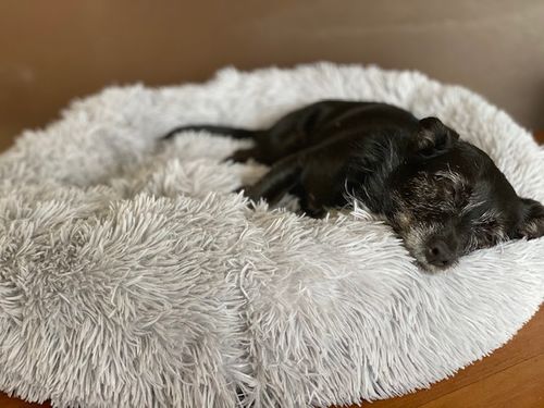 Customer photo review of Calming Dog Bed Australia-50% Off Today