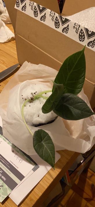 Customer photo review of 4" Alocasia Maharani