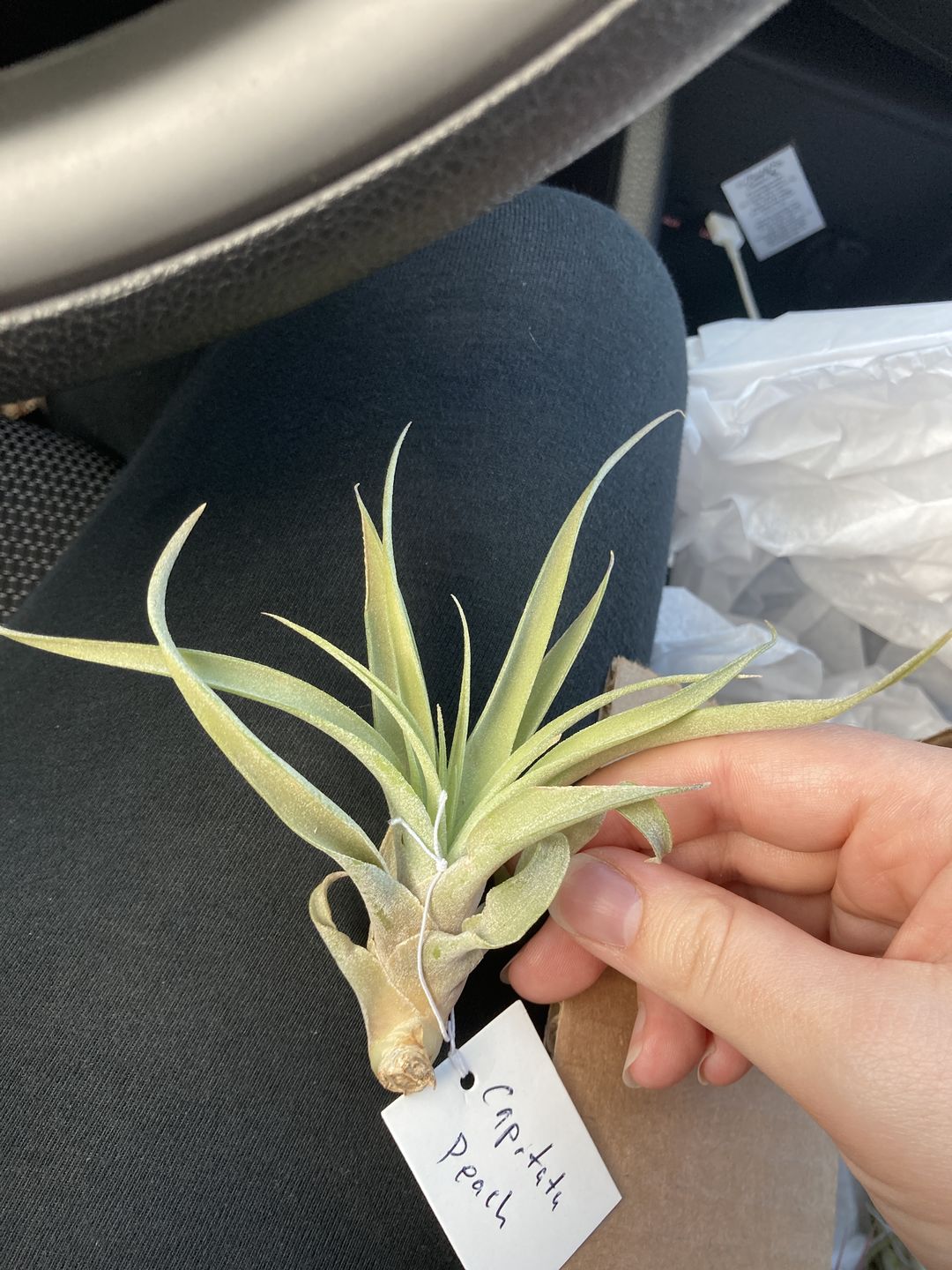 Customer photo review of Wholesale Capitata Medium  (Minimum Order 5)