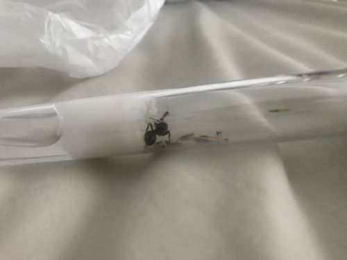 Customer photo review of Messor barbarus colony