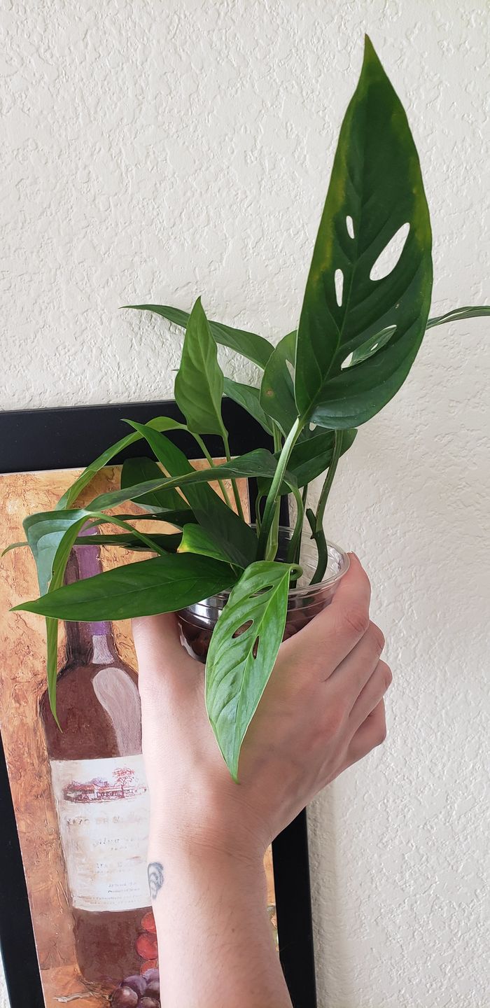 Customer photo review of 4" Monstera Adansonii (Narrow Leaf)