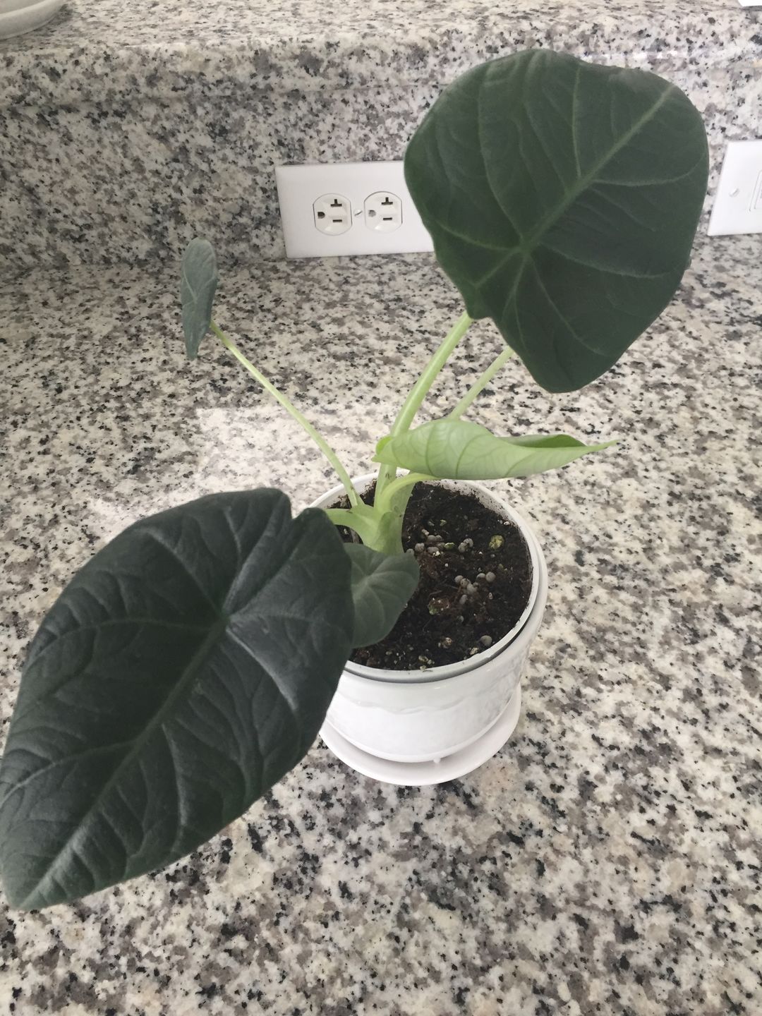 Customer photo review of 4" Alocasia Maharani