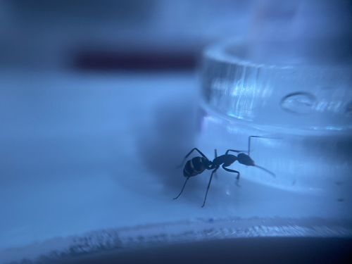 Customer photo review of AntKit Water Feeder