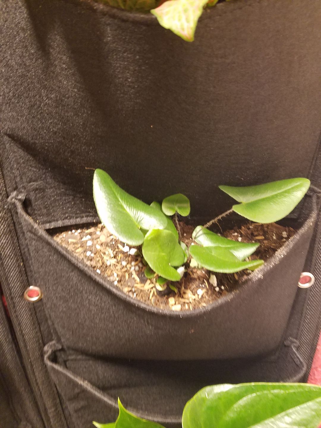 Customer photo review of 4" Fern Heart (Hemionitis Arifolia)