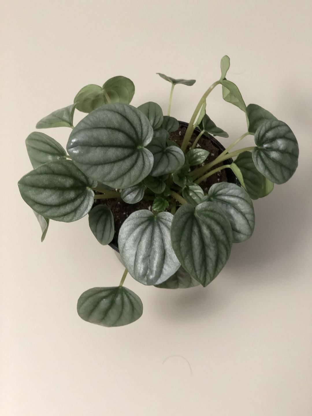 Customer photo review of 4" Peperomia 'Frost'