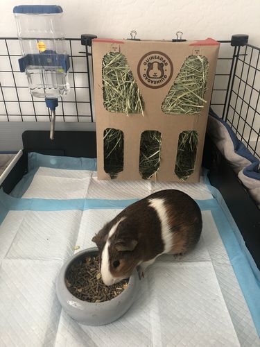 Customer photo review of GuineaDad Nourish Series - Timothy Hay (3 Pack)