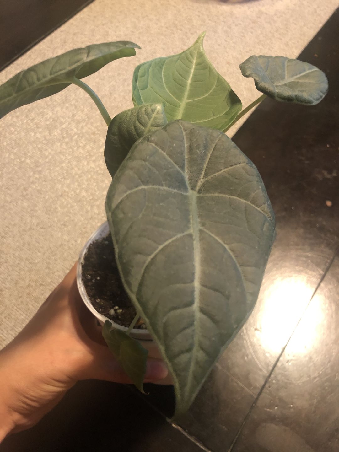 Customer photo review of 4" Alocasia Maharani