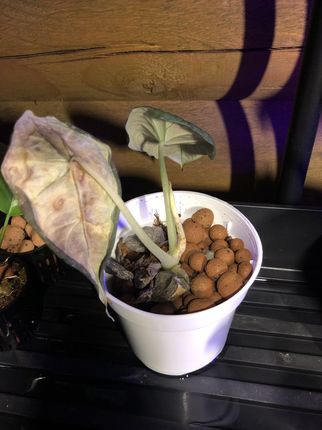 Customer photo review of 4" Alocasia Maharani