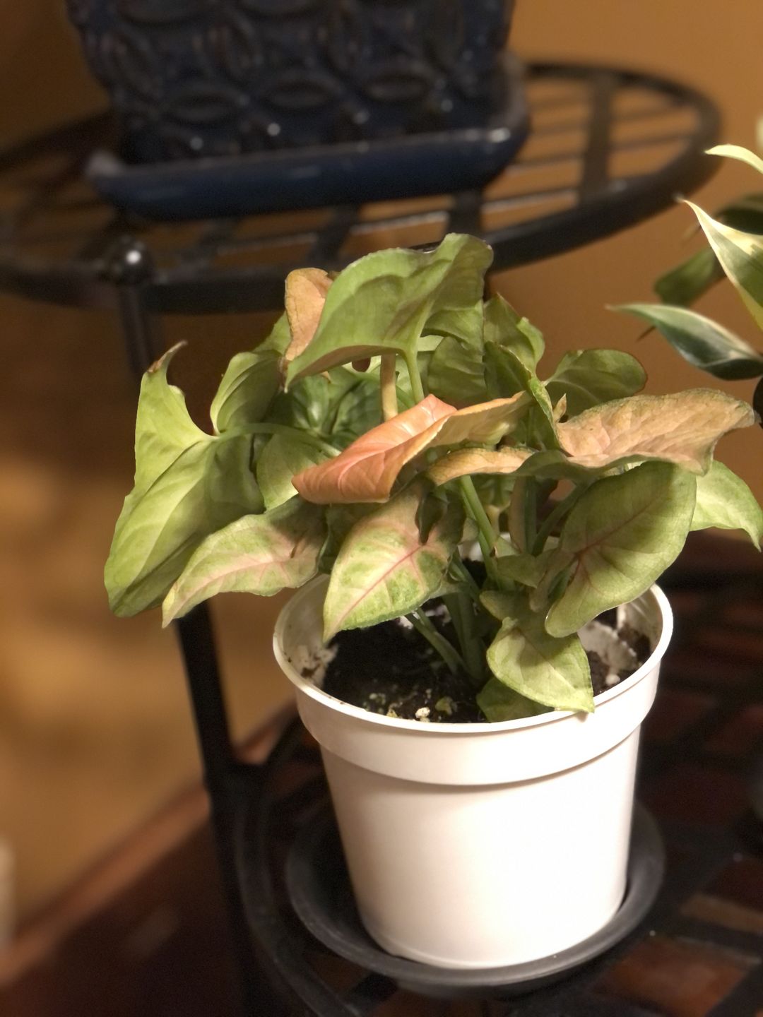 Customer photo review of 4" Syngonium Regina Red
