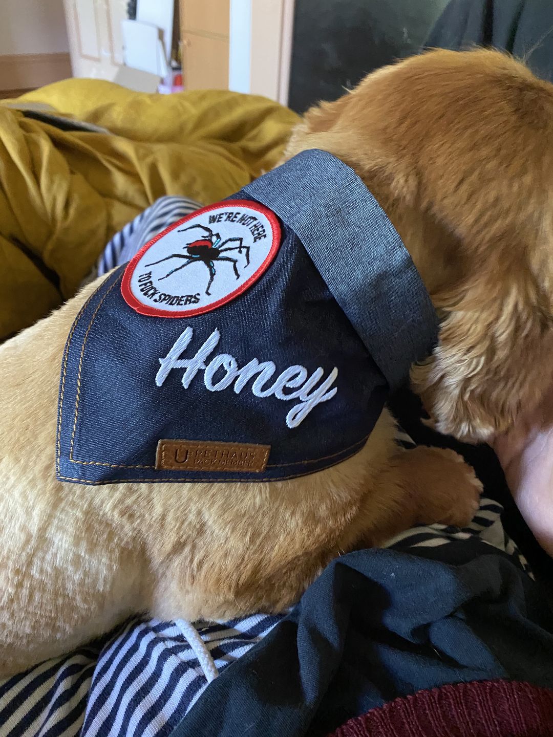Customer photo review of Custom Text Denim Dog Bandana