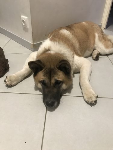 Customer photo review of Peigne de Toilettage Professionnel PuppySafe™