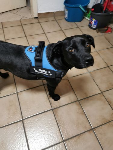Customer photo review of Pfotenlove - Anti-Zug Personalisiertes Hundegeschirr – Premium Edition