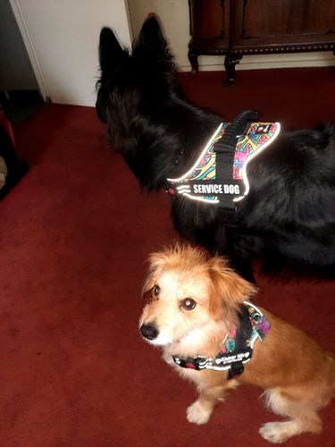 Customer photo review of Pfotenlove - Anti-Zug Personalisiertes Hundegeschirr – Premium Edition