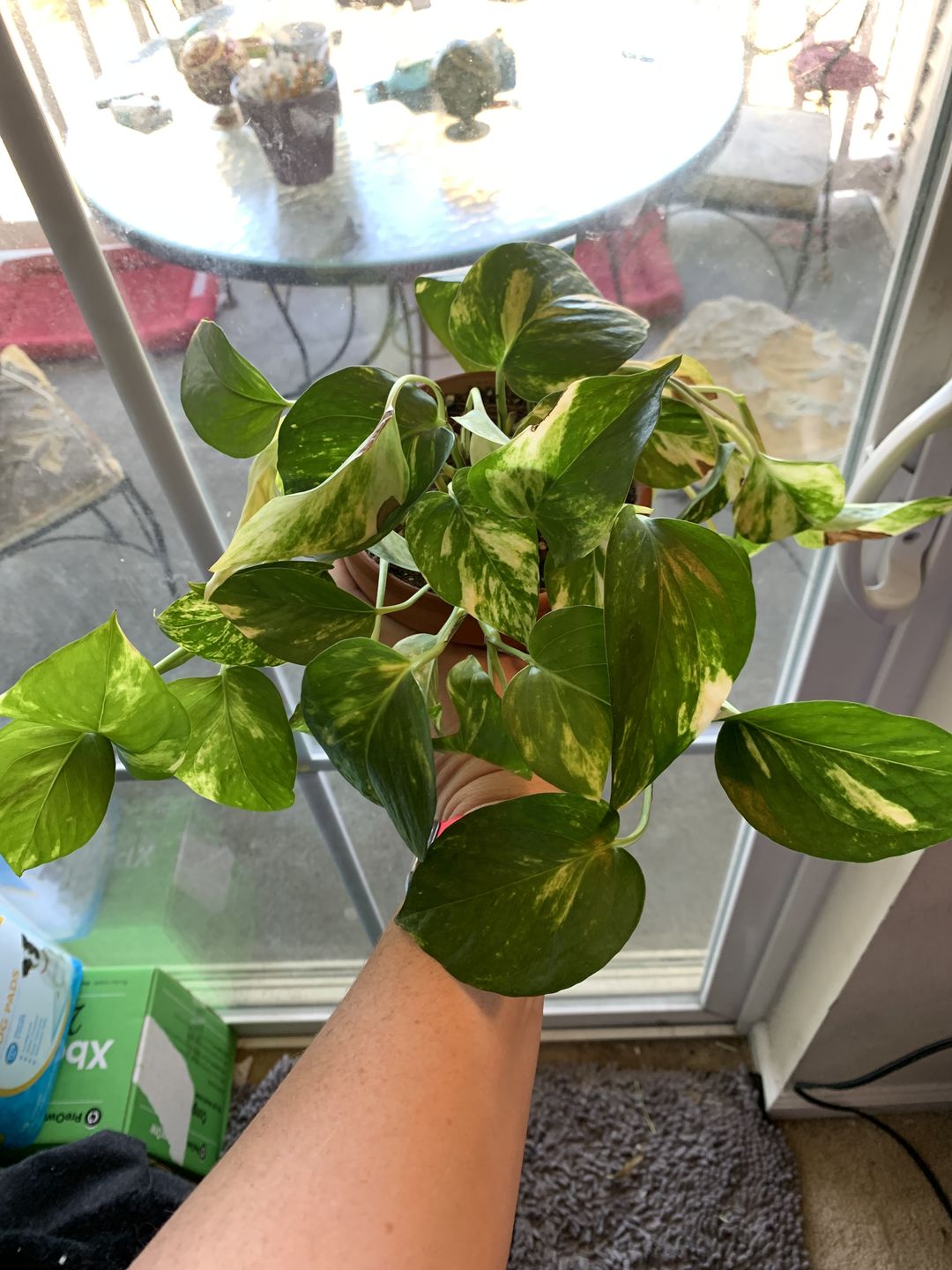 Customer photo review of 4" Pothos Golden