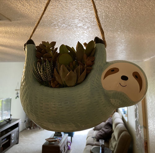 Customer photo review of Hanging Sloth Planter