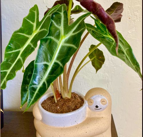 Customer photo review of Sloth Hugging Planter