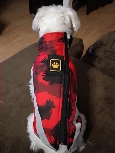 Customer photo review of Pfotenlove - Premium Hundewintermantel - Design Yellow Edition