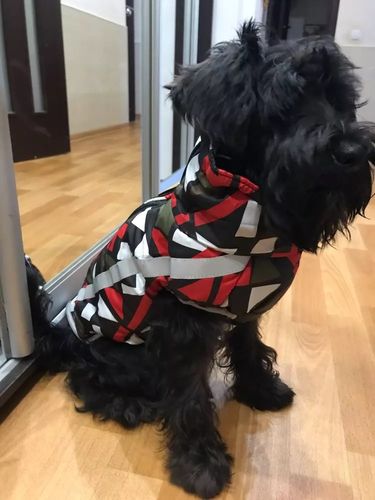 Customer photo review of Pfotenlove - Premium Hundewintermantel - Design Yellow Edition