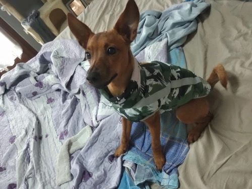 Customer photo review of Pfotenlove - Premium Hundewintermantel - Design Yellow Edition