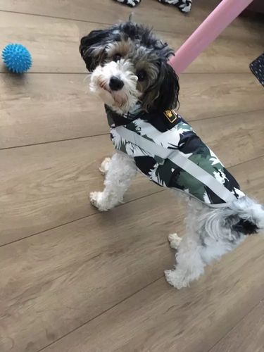 Customer photo review of Pfotenlove - Premium Hundewintermantel - Design Yellow Edition