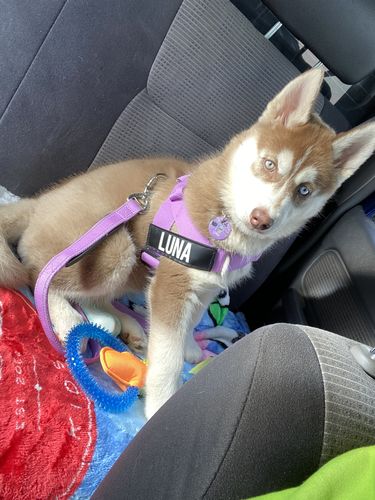 Customer photo review of DF Co. Purple Dog Harness