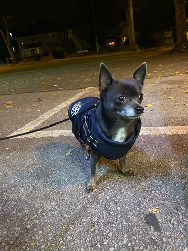 Customer photo review of Petyfy ™ Waterproof Jacket + Nylon Leash for FREE!