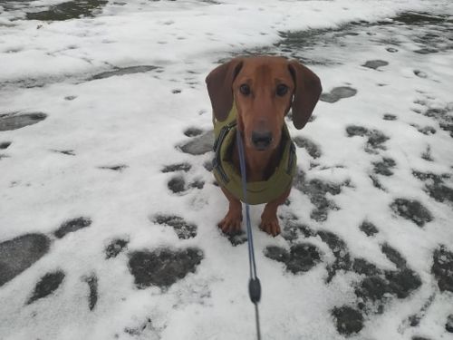 Customer photo review of Petyfy ™ Waterproof Jacket + Nylon Leash for FREE!