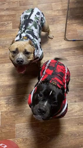 Customer photo review of Pfotenlove - Premium Hundewintermantel - Design Yellow Edition