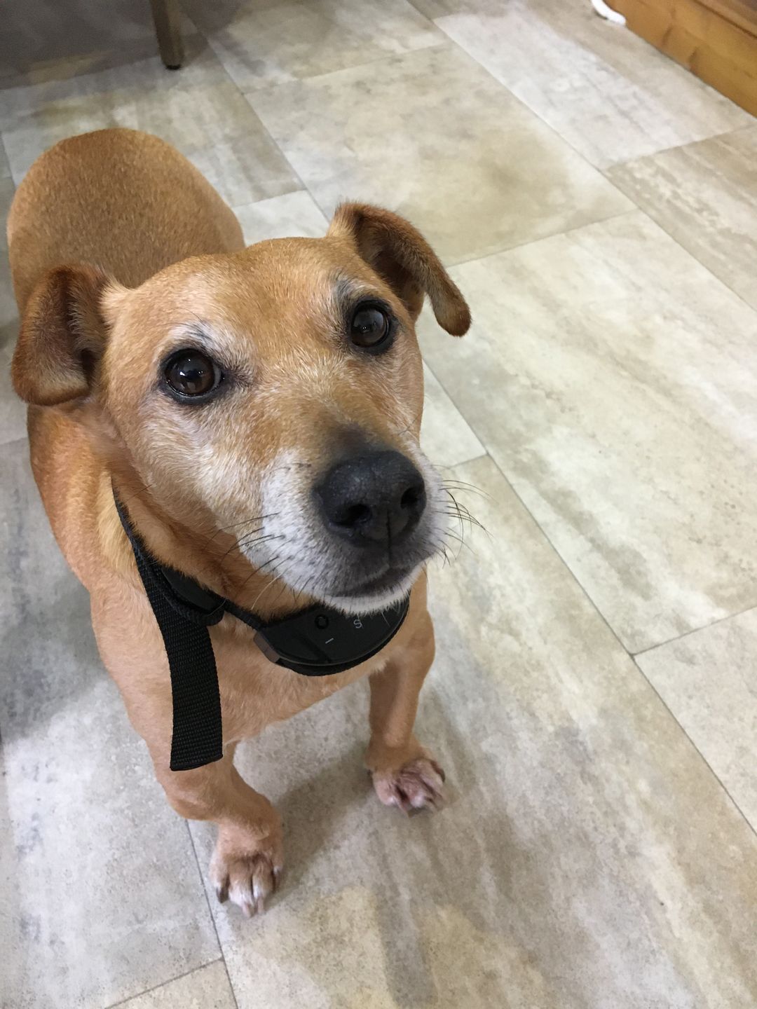 Customer photo review of Anti Bark Training Collar