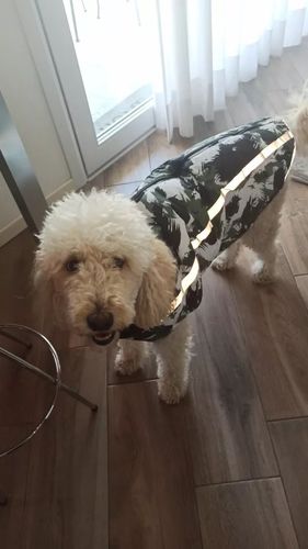 Customer photo review of Pfotenlove - Premium Hundewintermantel - Design Yellow Edition