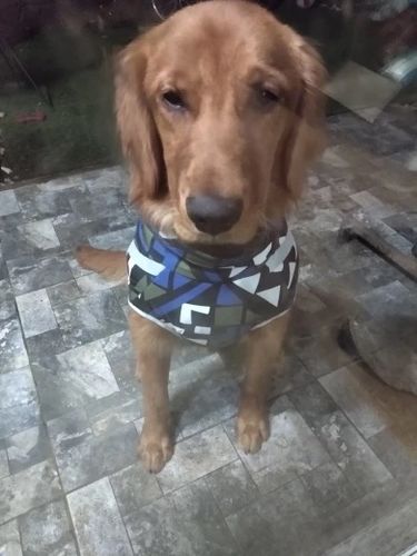 Customer photo review of Pfotenlove - Premium Hundewintermantel - Design Yellow Edition