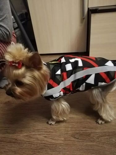 Customer photo review of Pfotenlove - Premium Hundewintermantel - Design Yellow Edition