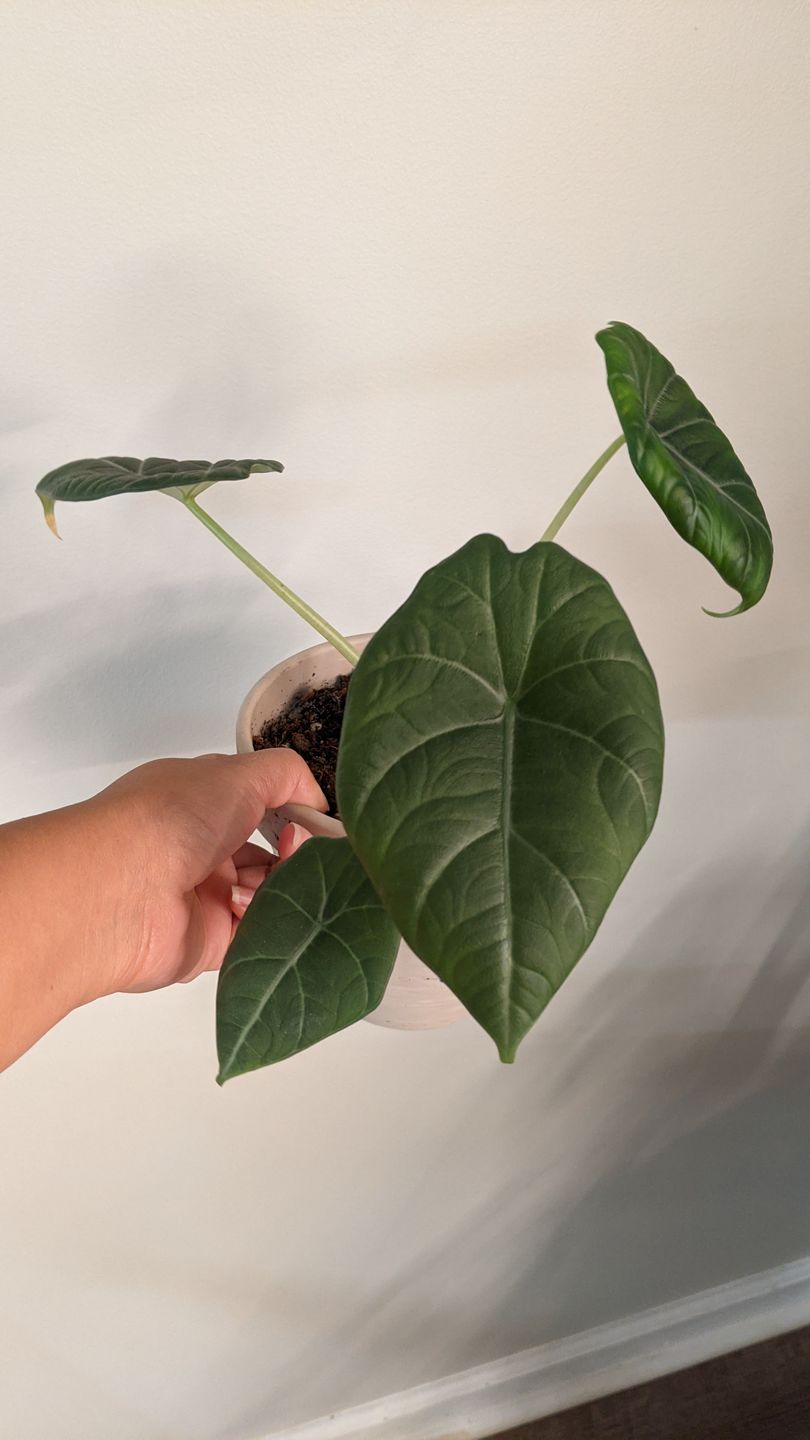 Customer photo review of 4" Alocasia Maharani