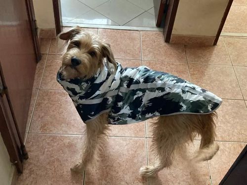 Customer photo review of Pfotenlove - Premium Hundewintermantel - Design Yellow Edition