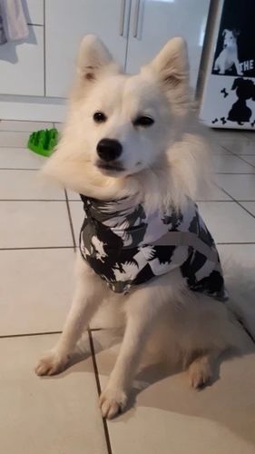 Customer photo review of Pfotenlove - Premium Hundewintermantel - Design Yellow Edition