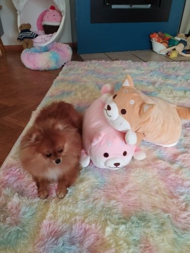 Customer photo review of Happy Shiba