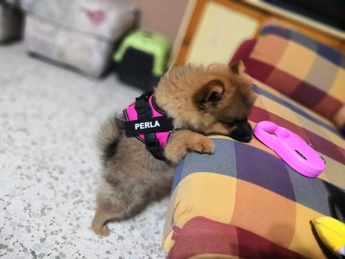 Customer photo review of Shiba Inu Personalized Harness