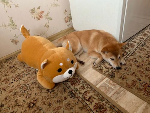 Customer photo review of Kawaii Shiba Inu Plush