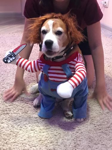 Customer photo review of Shiba Inu Halloween Costume