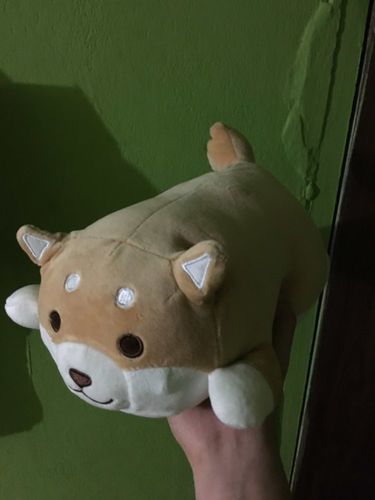 Customer photo review of Happy Shiba