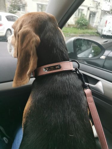 Customer photo review of Personalized Shiba Collar and Leash