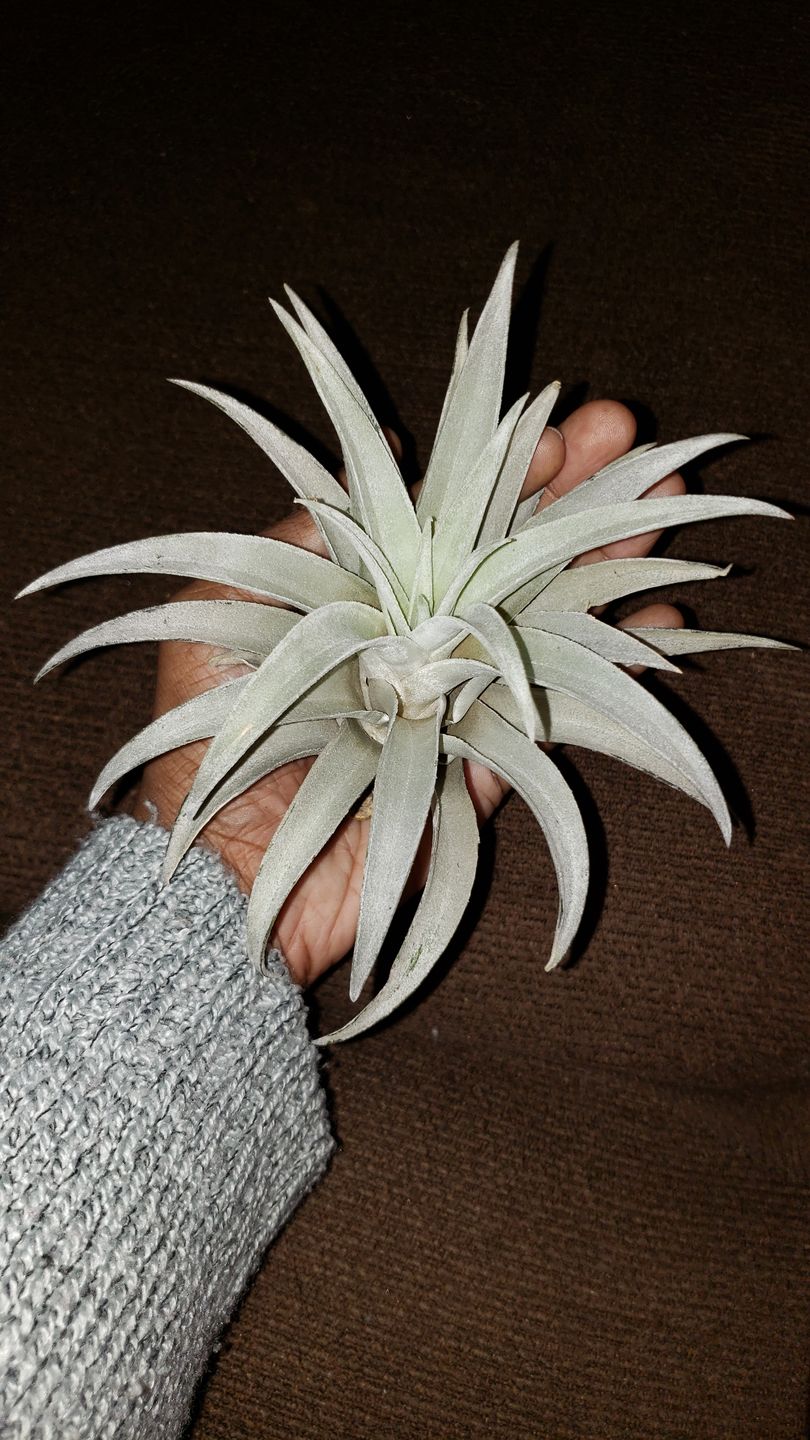 Customer photo review of Harrisii  (Easy Care Plant)  *Cannot Be Shipped Internationally*