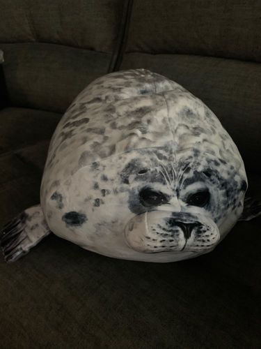 Customer photo review of Henry the Chonky Seal Pillow