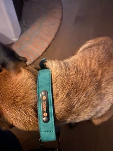 Customer photo review of Personalized Shiba Collar and Leash