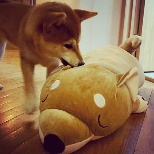 Customer photo review of The Sleepy Shiba